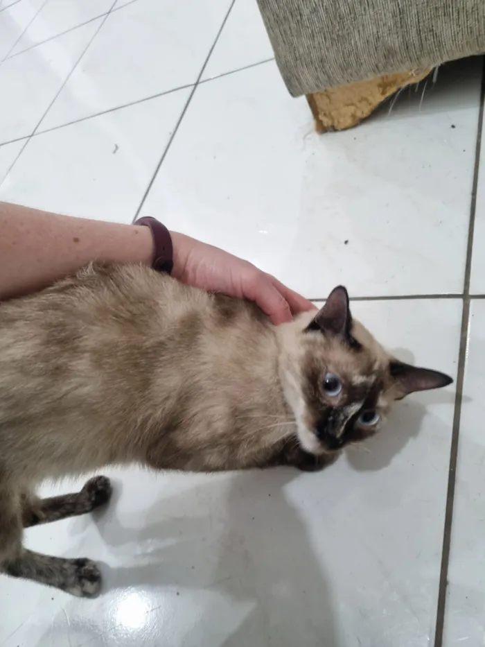 Gato raça SRD-ViraLata idade 7 a 11 meses nome GATINHAS ABANDONADAS