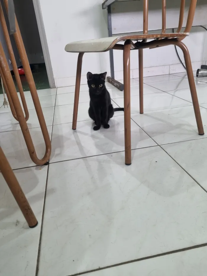 Gato raça SRD-ViraLata idade 7 a 11 meses nome GATINHAS ABANDONADAS