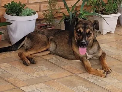 Cachorro raça SRD-ViraLata idade 7 a 11 meses nome Petrus