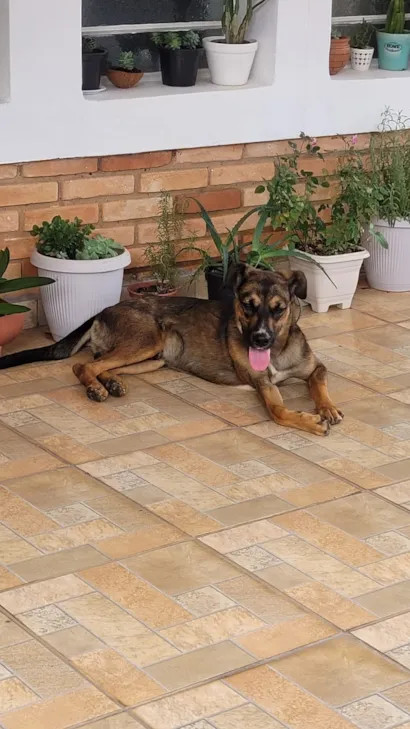 Cachorro raça SRD-ViraLata idade 7 a 11 meses nome Petrus
