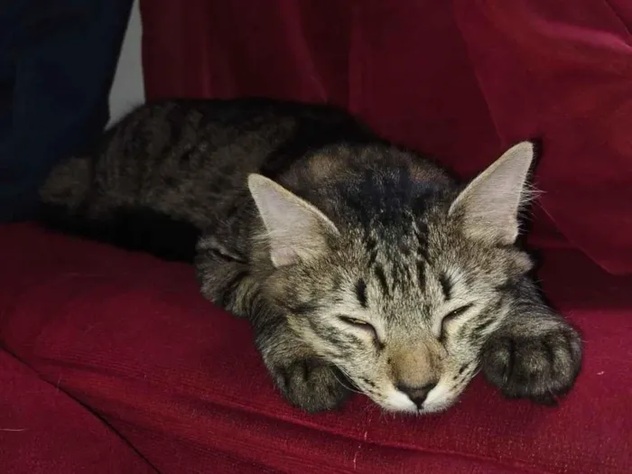 Gato raça Siamês idade 3 anos nome Chorão e Jack