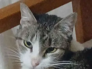 Gato raça SRD-ViraLata idade 6 ou mais anos nome Sisi