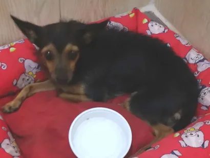 Cachorro raça SRD-ViraLata idade 2 anos nome luna