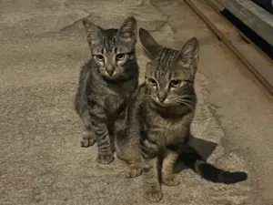 Gato raça SRD-ViraLata idade 2 a 6 meses nome Nilo