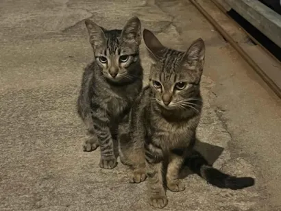 Gato raça SRD-ViraLata idade 2 a 6 meses nome Nilo