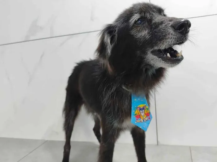 Cachorro raça SRD-ViraLata idade 6 ou mais anos nome Pretinho