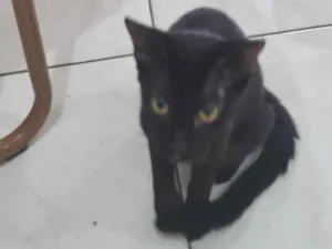 Gato raça SRD-ViraLata idade 7 a 11 meses nome GATINHAS ABANDONADAS