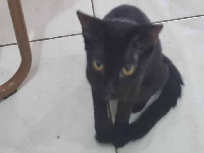 Gato raça SRD-ViraLata idade 7 a 11 meses nome GATINHAS ABANDONADAS