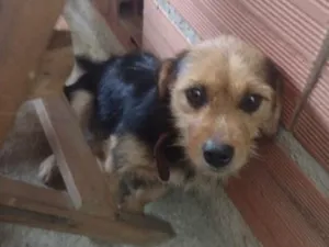 Cachorro raça SRD-ViraLata idade 2 a 6 meses nome Pretinha 
