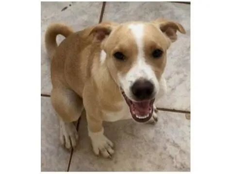 Cachorro raça SRD-ViraLata idade 2 a 6 meses nome .