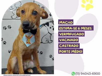Cachorro raça SRD-ViraLata idade 2 a 6 meses nome Lorenzo