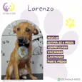 Lorenzo