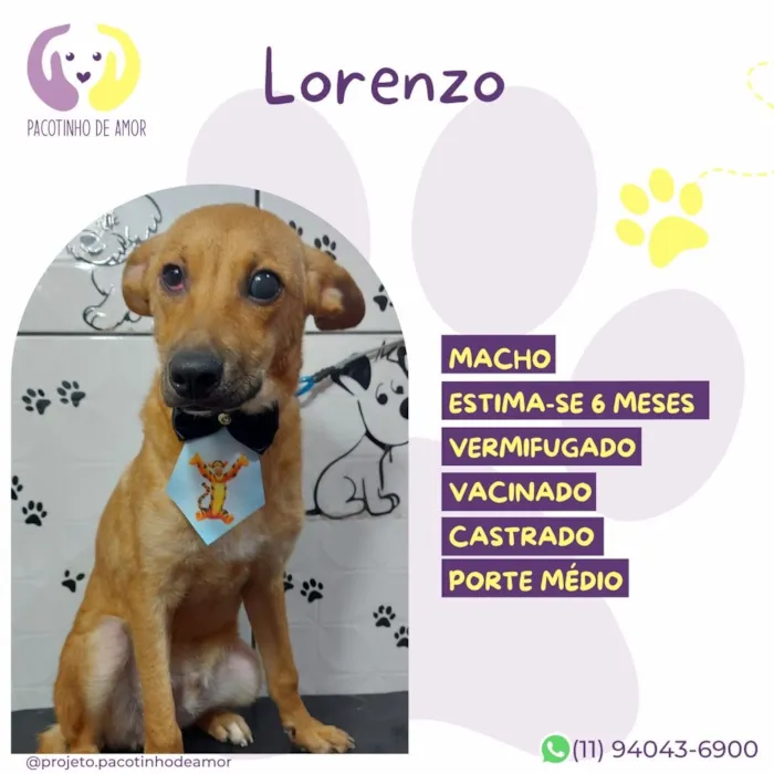 Cachorro raça SRD-ViraLata idade 2 a 6 meses nome Lorenzo