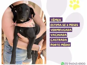 Cachorro raça SRD-ViraLata idade 2 a 6 meses nome Janis