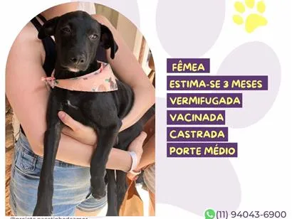 Cachorro raça SRD-ViraLata idade 2 a 6 meses nome Janis