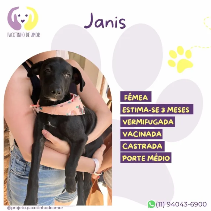 Cachorro raça SRD-ViraLata idade 2 a 6 meses nome Janis