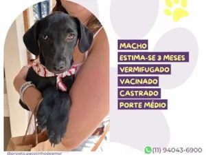 Cachorro raça SRD-ViraLata idade 2 a 6 meses nome Ozzy