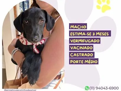 Cachorro raça SRD-ViraLata idade 2 a 6 meses nome Ozzy