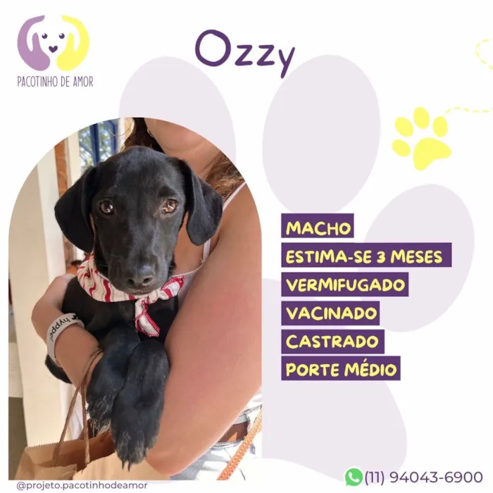 Cachorro raça SRD-ViraLata idade 2 a 6 meses nome Ozzy