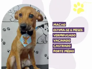 Cachorro raça SRD-ViraLata idade 2 a 6 meses nome Lorenzo