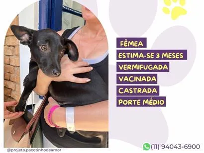 Cachorro raça SRD-ViraLata idade 2 a 6 meses nome Amy