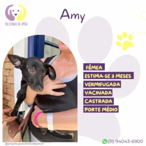 Cachorro raça SRD-ViraLata idade 2 a 6 meses nome Amy