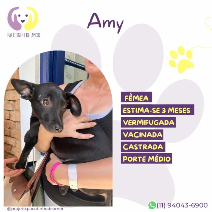 Cachorro raça SRD-ViraLata idade 2 a 6 meses nome Amy