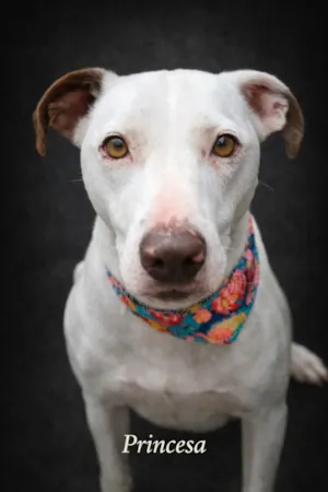 Cachorro raça SRD-ViraLata idade 2 anos nome Princesa