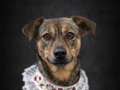 Cachorro raça SRD-ViraLata idade 2 a 6 meses nome Leia