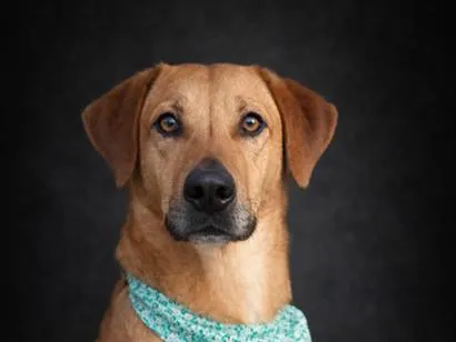 Cachorro raça SRD-ViraLata idade 2 a 6 meses nome Stallone