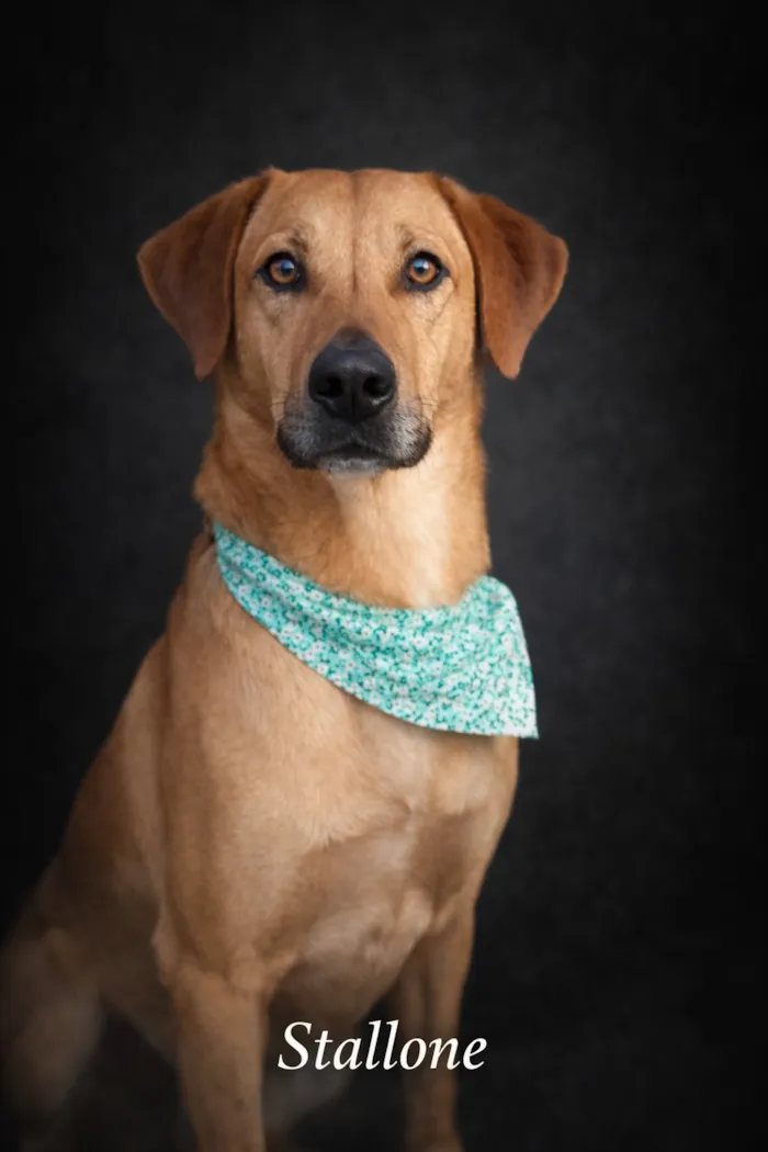 Cachorro raça SRD-ViraLata idade 2 a 6 meses nome Stallone