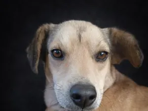 Cachorro raça SRD-ViraLata idade 2 a 6 meses nome Cauê