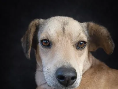 Cachorro raça SRD-ViraLata idade 2 a 6 meses nome Cauê