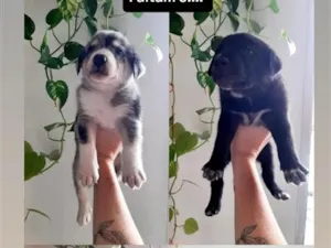 Cachorro raça SRD-ViraLata idade Abaixo de 2 meses nome sem nome 