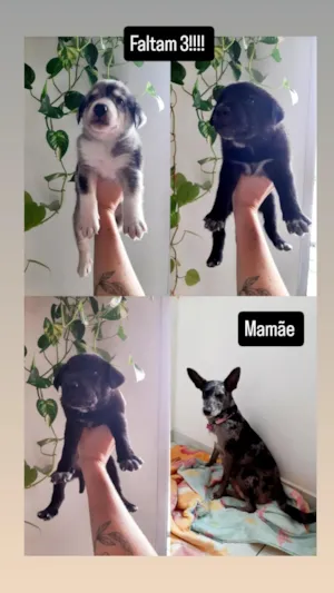 Cachorro raça SRD-ViraLata idade Abaixo de 2 meses nome sem nome 