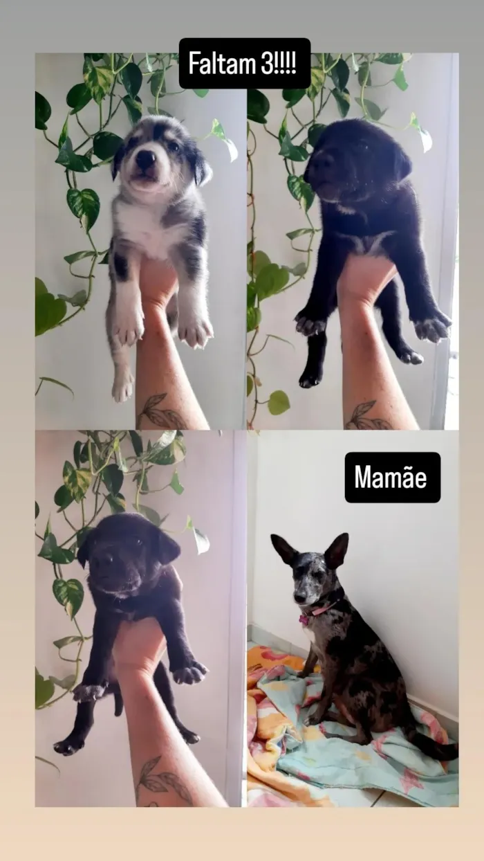 Cachorro raça SRD-ViraLata idade Abaixo de 2 meses nome sem nome 