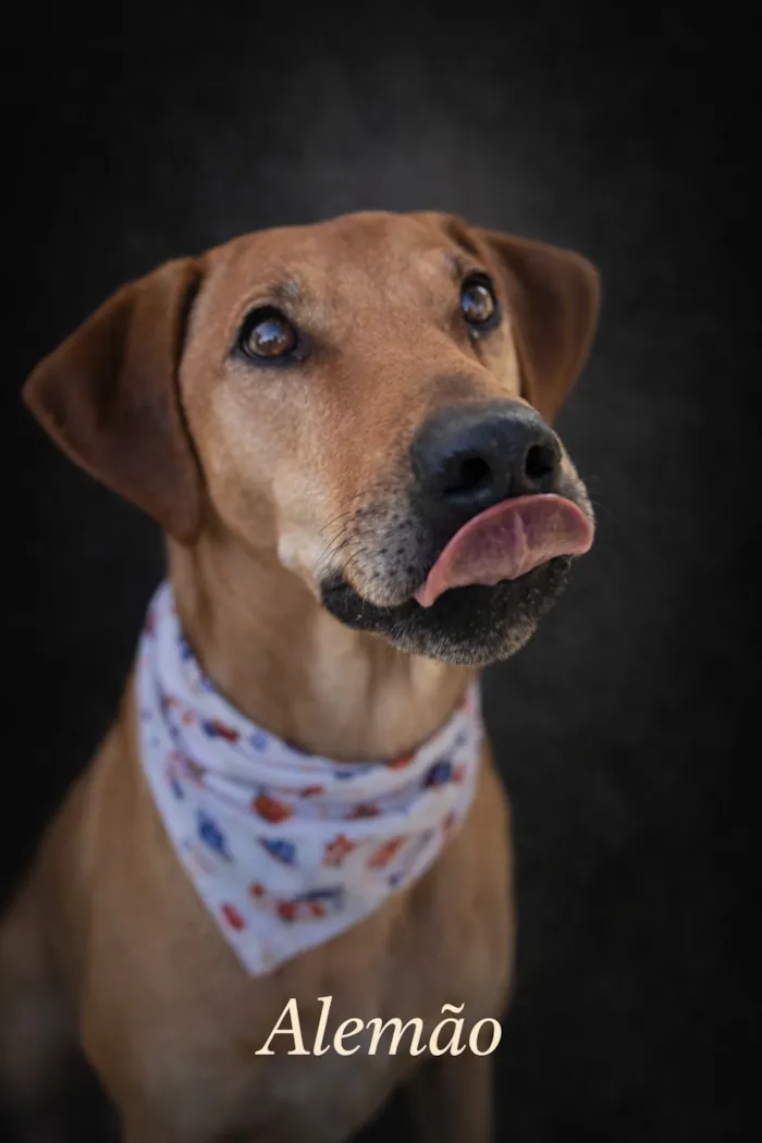 Cachorro raça SRD-ViraLata idade 2 a 6 meses nome Alemão