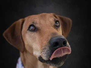 Cachorro raça SRD-ViraLata idade 2 a 6 meses nome Alemão