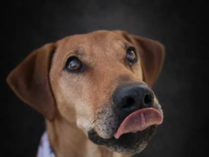 Cachorro raça SRD-ViraLata idade 2 a 6 meses nome Alemão