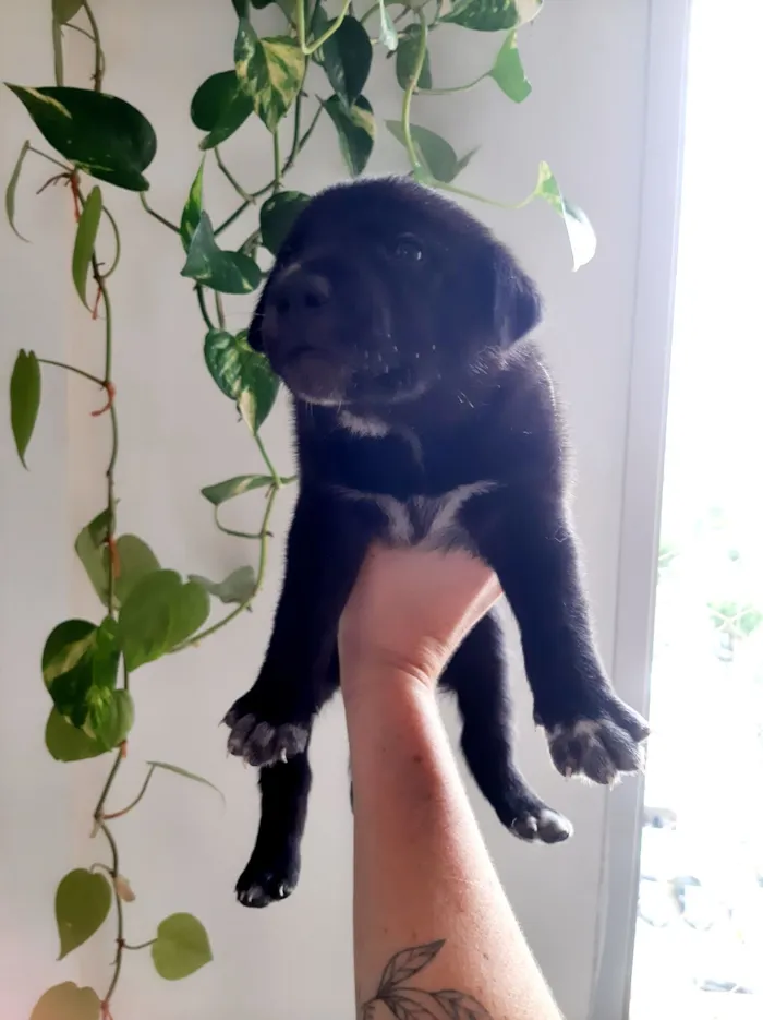 Cachorro raça SRD-ViraLata idade Abaixo de 2 meses nome sem nome 