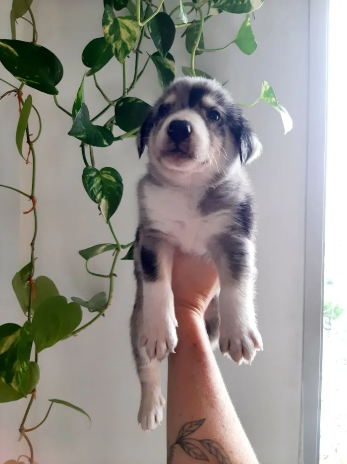 Cachorro raça SRD-ViraLata idade Abaixo de 2 meses nome sem nome 