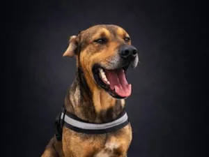 Cachorro raça SRD-ViraLata idade 2 a 6 meses nome Cadu