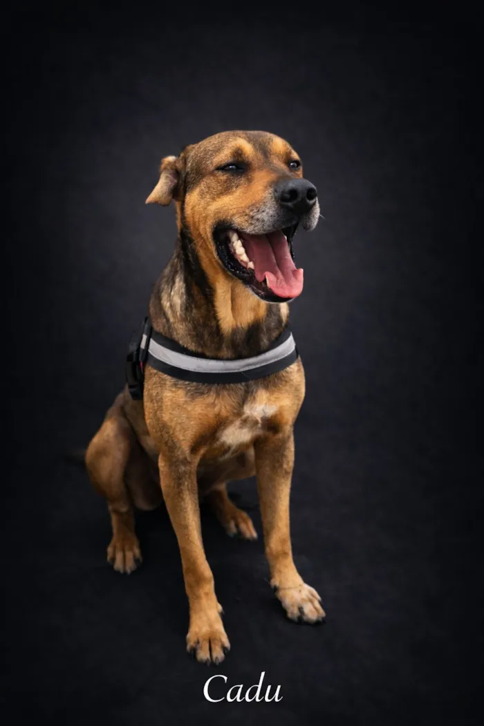 Cachorro raça SRD-ViraLata idade 2 a 6 meses nome Cadu