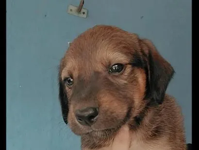 Cachorro raça SRD-ViraLata idade 3 anos nome pé de pano 