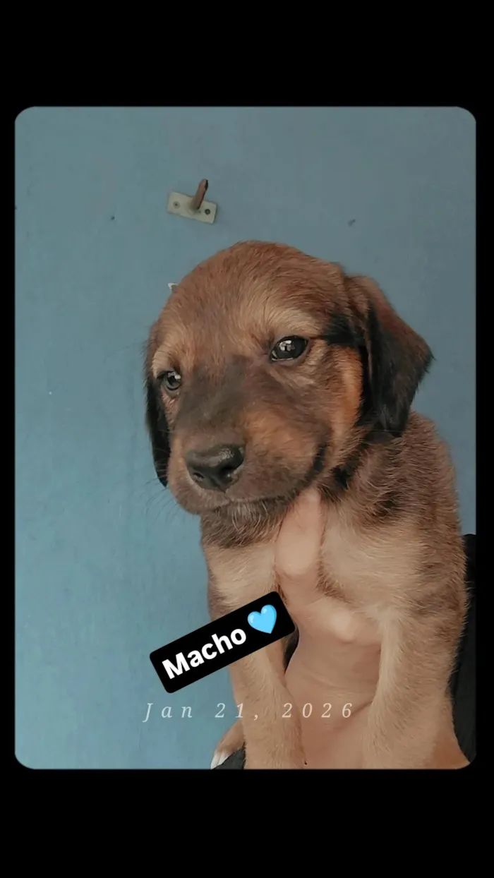 Cachorro raça SRD-ViraLata idade 3 anos nome pé de pano 