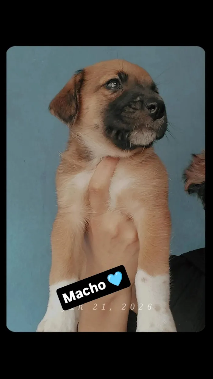Cachorro raça SRD-ViraLata idade 3 anos nome pé de pano 