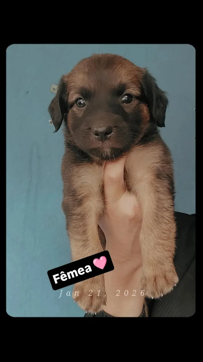 Cachorro raça SRD-ViraLata idade 3 anos nome pé de pano 