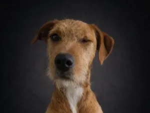 Cachorro raça SRD-ViraLata idade 2 a 6 meses nome Batata