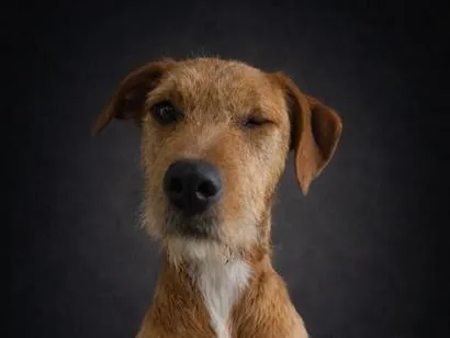 Cachorro raça SRD-ViraLata idade 2 a 6 meses nome Batata