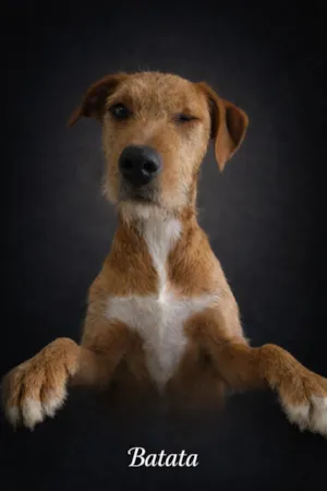 Cachorro raça SRD-ViraLata idade 2 a 6 meses nome Batata